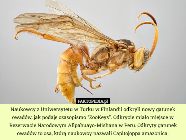 Naukowcy z Uniwersytetu w Turku w Finlandii odkryli nowy gatunek owadów, jak podaje czasopismo "ZooKeys". Odkrycie miało miejsce w Rezerwacie Narodowym Allpahuayo-Mishana w Peru. Odkryty gatunek owadów to osa, którą naukowcy nazwali Capitojoppa amazonica. 