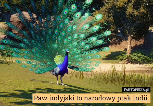 Paw indyjski to narodowy ptak Indii. 