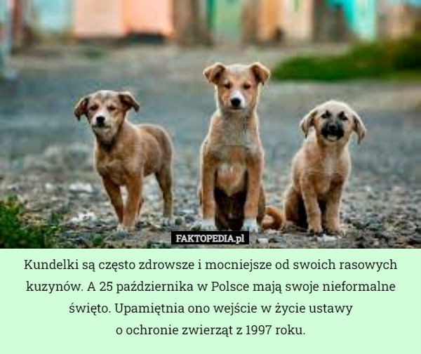 Kundelki są często zdrowsze i mocniejsze od swoich rasowych kuzynów. A 25 października w Polsce mają swoje nieformalne święto. Upamiętnia ono wejście w życie ustawy
 o ochronie zwierząt z 1997 roku. 