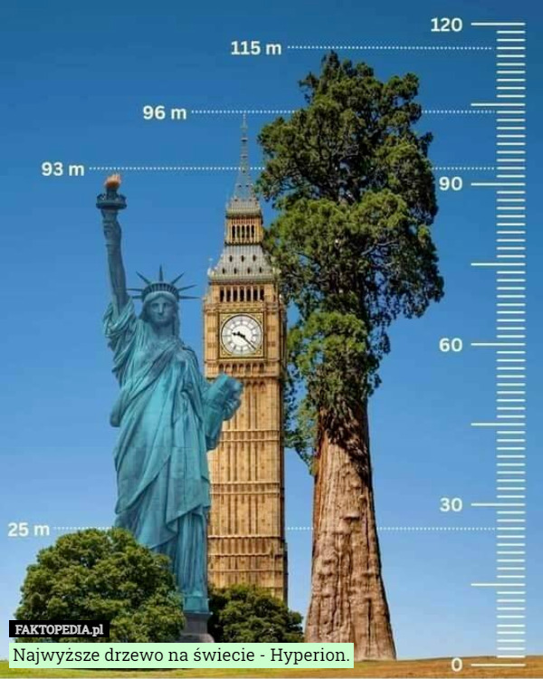 Najwyższe drzewo na świecie - Hyperion. 