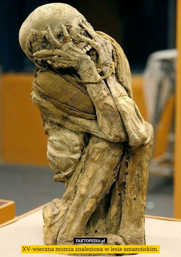 XV-wieczna mumia znaleziona w lesie amazońskim. 