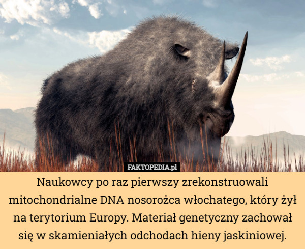 Naukowcy po raz pierwszy zrekonstruowali mitochondrialne DNA nosorożca włochatego, który żył na terytorium Europy. Materiał genetyczny zachował się w skamieniałych odchodach hieny jaskiniowej. 