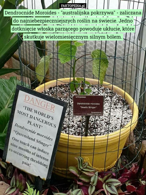 Dendrocnide Moroides - "australijska pokrzywa" - zaliczana do najniebezpieczniejszych roślin na świecie. Jedno dotknięcie włoska parzącego powoduje ukłucie, które skutkuje wielomiesięcznym silnym bólem. 