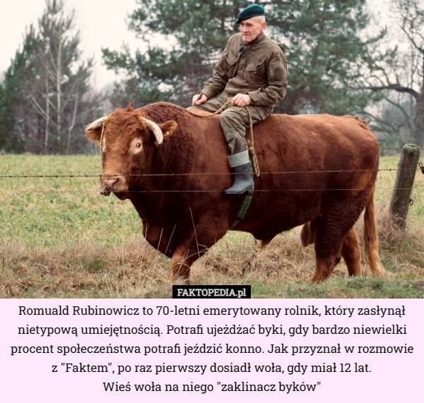Romuald Rubinowicz to 70-letni emerytowany rolnik, który zasłynął nietypową umiejętnością. Potrafi ujeżdżać byki, gdy bardzo niewielki procent społeczeństwa potrafi jeździć konno. Jak przyznał w rozmowie z "Faktem", po raz pierwszy dosiadł woła, gdy miał 12 lat.
Wieś woła na niego "zaklinacz byków" 