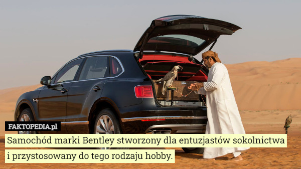 Samochód marki Bentley stworzony dla entuzjastów sokolnictwa
i przystosowany do tego rodzaju hobby. 