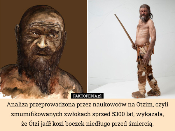 Analiza przeprowadzona przez naukowców na Otzim, czyli zmumifikowanych zwłokach sprzed 5300 lat, wykazała,
 że Ötzi jadł kozi boczek niedługo przed śmiercią. 