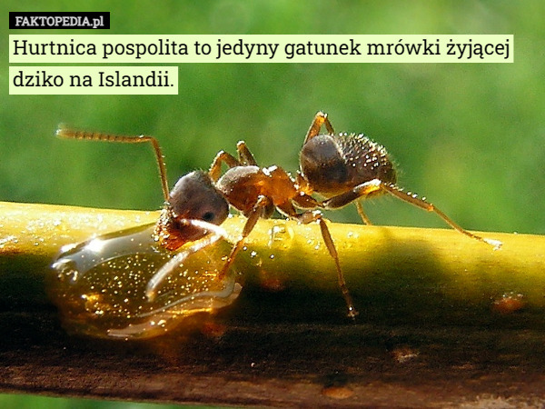 Hurtnica pospolita to jedyny gatunek mrówki żyjącej dziko na Islandii. 