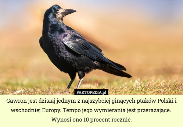 Gawron jest dzisiaj jednym z najszybciej ginących ptaków Polski i wschodniej Europy. Tempo jego wymierania jest przerażające. 
Wynosi ono 10 procent rocznie. 