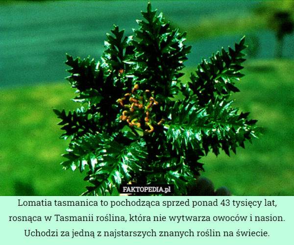 Lomatia tasmanica to pochodząca sprzed ponad 43 tysięcy lat, rosnąca w Tasmanii roślina, która nie wytwarza owoców i nasion. Uchodzi za jedną z najstarszych znanych roślin na świecie. 