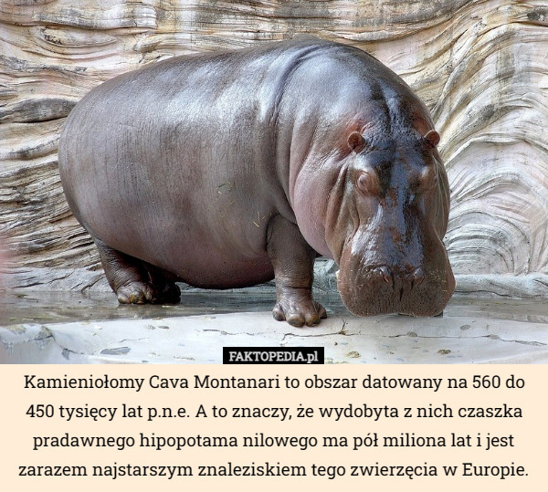 Kamieniołomy Cava Montanari to obszar datowany na 560 do 450 tysięcy lat p.n.e. A to znaczy, że wydobyta z nich czaszka pradawnego hipopotama nilowego ma pół miliona lat i jest zarazem najstarszym znaleziskiem tego zwierzęcia w Europie. 