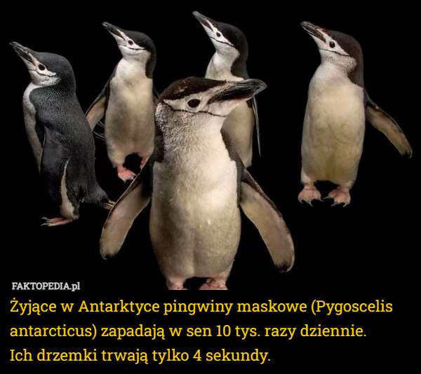 Żyjące w Antarktyce pingwiny maskowe (Pygoscelis antarcticus) zapadają w sen 10 tys. razy dziennie.
 Ich drzemki trwają tylko 4 sekundy. 