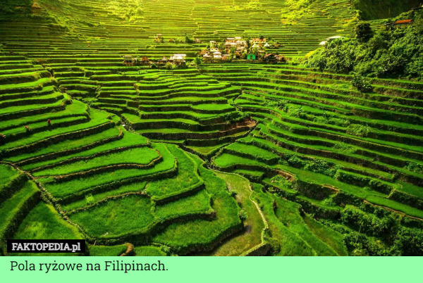 Pola ryżowe na Filipinach. 