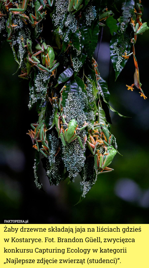 Żaby drzewne składają jaja na liściach gdzieś w Kostaryce. Fot. Brandon Güell, zwycięzca konkursu Capturing Ecology w kategorii „Najlepsze zdjęcie zwierząt (studenci)”. 