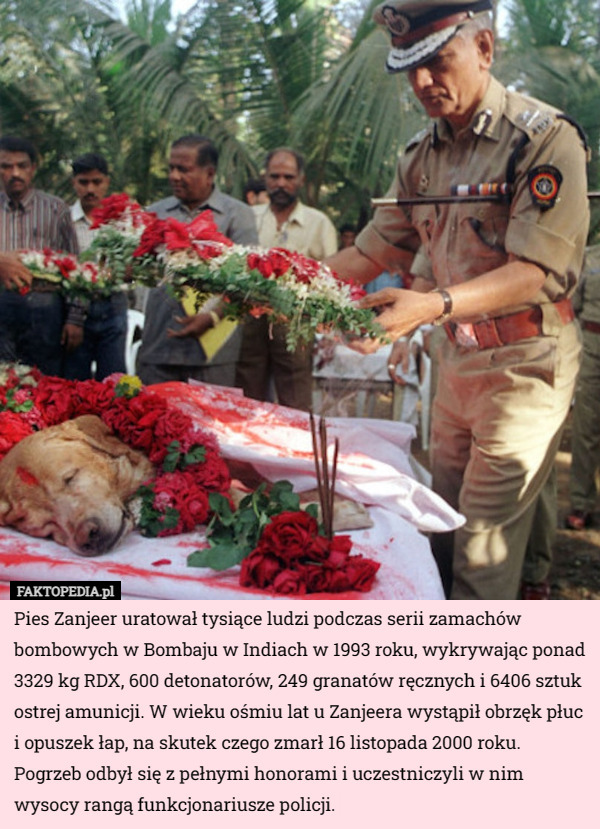 Pies Zanjeer uratował tysiące ludzi podczas serii zamachów bombowych w Bombaju w Indiach w 1993 roku, wykrywając ponad 3329 kg RDX, 600 detonatorów, 249 granatów ręcznych i 6406 sztuk ostrej amunicji. W wieku ośmiu lat u Zanjeera wystąpił obrzęk płuc i opuszek łap, na skutek czego zmarł 16 listopada 2000 roku. Pogrzeb odbył się z pełnymi honorami i uczestniczyli w nim wysocy rangą funkcjonariusze policji. 