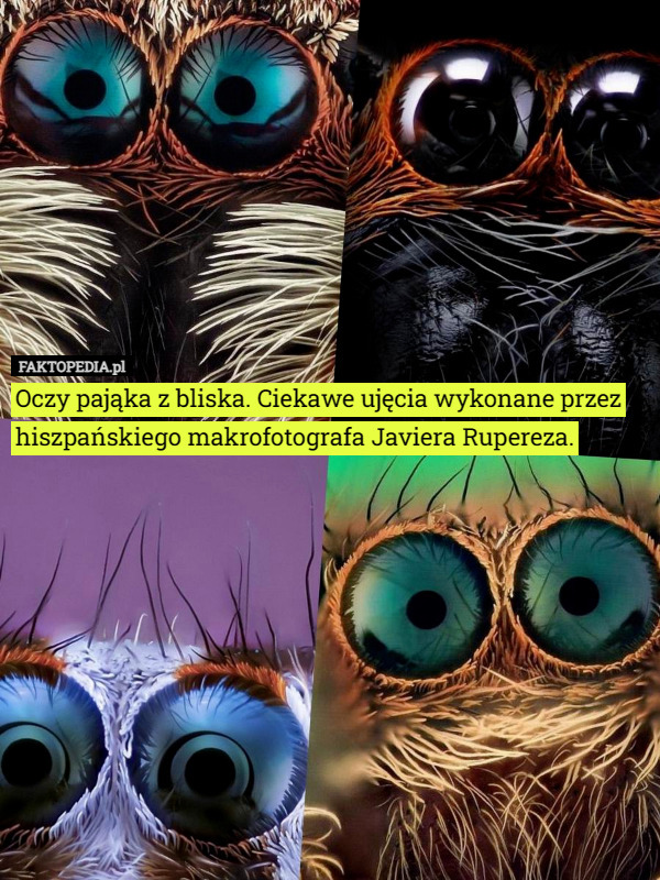 Oczy pająka z bliska. Ciekawe ujęcia wykonane przez hiszpańskiego makrofotografa Javiera Rupereza. 