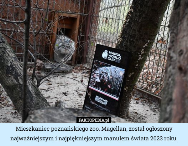 Mieszkaniec poznańskiego zoo, Magellan, został ogłoszony najważniejszym i najpiękniejszym manulem świata 2023 roku. 