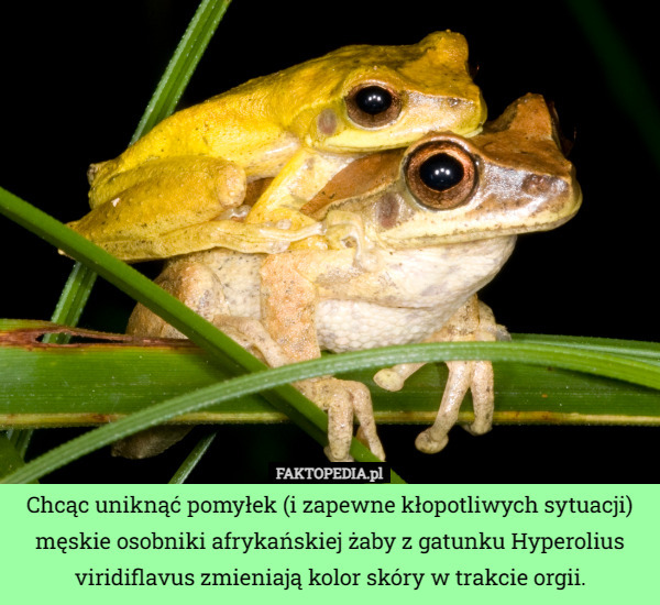 Chcąc uniknąć pomyłek (i zapewne kłopotliwych sytuacji) męskie osobniki afrykańskiej żaby z gatunku Hyperolius viridiflavus zmieniają kolor skóry w trakcie orgii. 
