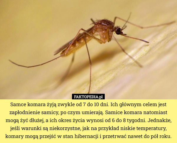 Samce komara żyją zwykle od 7 do 10 dni. Ich głównym celem jest zapłodnienie samicy, po czym umierają. Samice komara natomiast mogą żyć dłużej, a ich okres życia wynosi od 6 do 8 tygodni. Jednakże, jeśli warunki są niekorzystne, jak na przykład niskie temperatury, komary mogą przejść w stan hibernacji i przetrwać nawet do pół roku. 