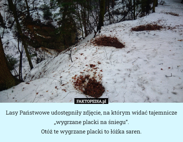 Lasy Państwowe udostępniły zdjęcie, na którym widać tajemnicze „wygrzane placki na śniegu”.
 Otóż te wygrzane placki to łóżka saren. 