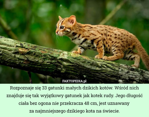 Rozpoznaje się 33 gatunki małych dzikich kotów. Wśród nich znajduje się tak wyjątkowy gatunek jak kotek rudy. Jego długość ciała bez ogona nie przekracza 48 cm, jest uznawany 
za najmniejszego dzikiego kota na świecie. 