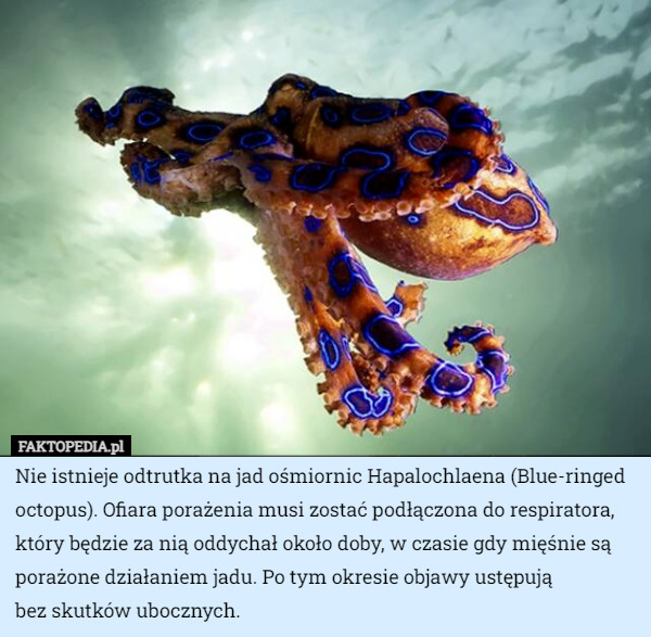 Nie istnieje odtrutka na jad ośmiornic Hapalochlaena (Blue-ringed octopus). Ofiara porażenia musi zostać podłączona do respiratora, który będzie za nią oddychał około doby, w czasie gdy mięśnie są porażone działaniem jadu. Po tym okresie objawy ustępują
 bez skutków ubocznych. 