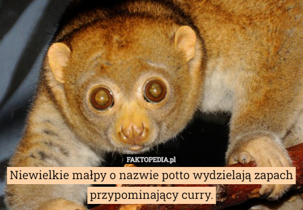 Niewielkie małpy o nazwie potto wydzielają zapach przypominający curry. 