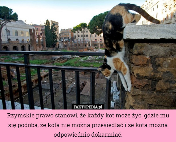 Rzymskie prawo stanowi, że każdy kot może żyć, gdzie mu się podoba, że kota nie można przesiedlać i że kota można odpowiednio dokarmiać. 