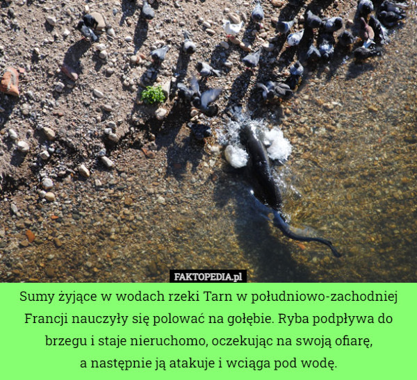 Sumy żyjące w wodach rzeki Tarn w południowo-zachodniej Francji nauczyły się polować na gołębie. Ryba podpływa do brzegu i staje nieruchomo, oczekując na swoją ofiarę,
 a następnie ją atakuje i wciąga pod wodę. 