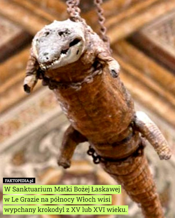 W Sanktuarium Matki Bożej Łaskawej
w Le Grazie na północy Włoch wisi wypchany krokodyl z XV lub XVI wieku. 