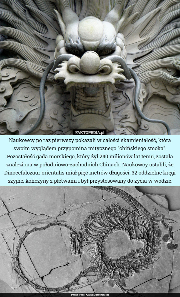 Naukowcy po raz pierwszy pokazali w całości skamieniałość, która swoim wyglądem przypomina mitycznego "chińskiego smoka". Pozostałość gada morskiego, który żył 240 milionów lat temu, została znaleziona w południowo-zachodnich Chinach. Naukowcy ustalili, że Dinocefalozaur orientalis miał pięć metrów długości, 32 oddzielne kręgi szyjne, kończyny z płetwami i był przystosowany do życia w wodzie. 