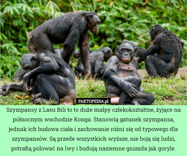 Szympansy z Lasu Bili to to duże małpy człekokształtne, żyjące na północnym wschodzie Konga. Stanowią gatunek szympansa, jednak ich budowa ciała i zachowanie różni się od typowego dla szympansów. Są przede wszystkich wyższe, nie boją się ludzi, potrafią polować na lwy i budują naziemne gniazda jak goryle. 