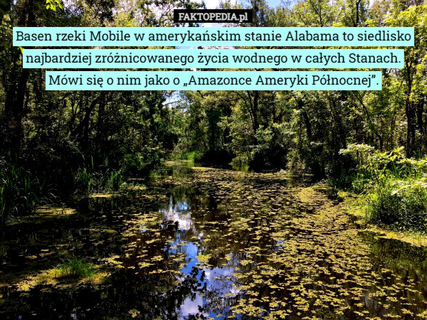 Basen rzeki Mobile w amerykańskim stanie Alabama to siedlisko najbardziej zróżnicowanego życia wodnego w całych Stanach. Mówi się o nim jako o „Amazonce Ameryki Północnej”. 