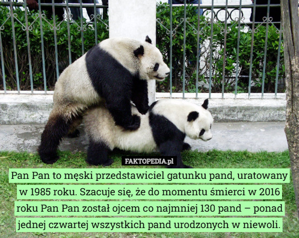 Pan Pan to męski przedstawiciel gatunku pand, uratowany w 1985 roku. Szacuje się, że do momentu śmierci w 2016 roku Pan Pan został ojcem co najmniej 130 pand – ponad jednej czwartej wszystkich pand urodzonych w niewoli. 