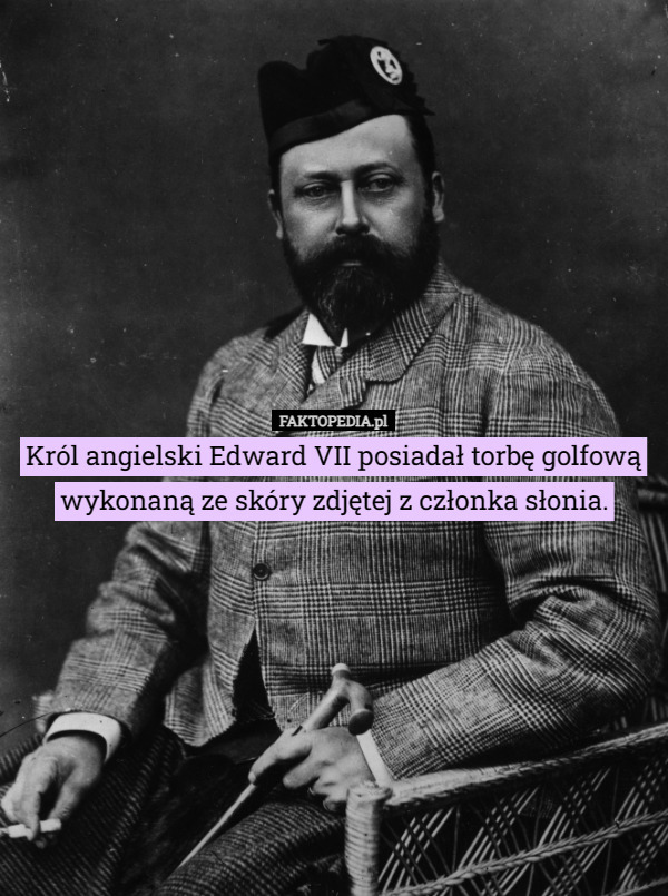 Król angielski Edward VII posiadał torbę golfową wykonaną ze skóry zdjętej z członka słonia. 