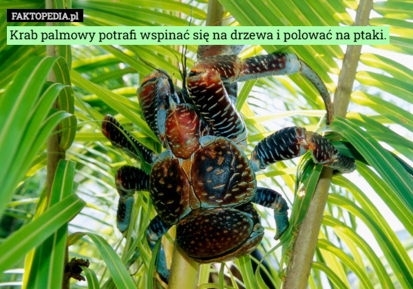 Krab palmowy potrafi wspinać się na drzewa i polować na ptaki. 