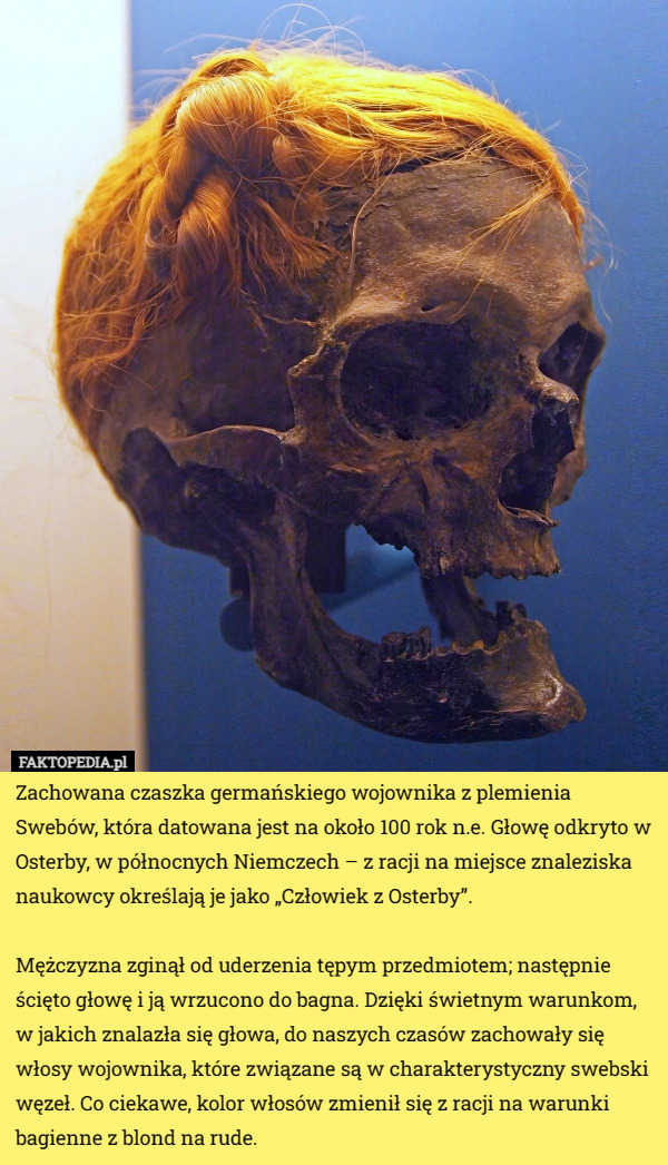 Zachowana czaszka germańskiego wojownika z plemienia Swebów, która datowana jest na około 100 rok n.e. Głowę odkryto w Osterby, w północnych Niemczech – z racji na miejsce znaleziska naukowcy określają je jako „Człowiek z Osterby”.

Mężczyzna zginął od uderzenia tępym przedmiotem; następnie ścięto głowę i ją wrzucono do bagna. Dzięki świetnym warunkom, w jakich znalazła się głowa, do naszych czasów zachowały się włosy wojownika, które związane są w charakterystyczny swebski węzeł. Co ciekawe, kolor włosów zmienił się z racji na warunki bagienne z blond na rude. 