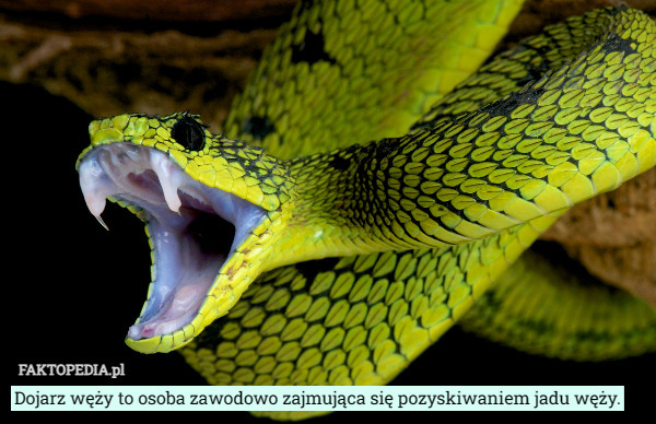 Dojarz węży to osoba zawodowo zajmująca się pozyskiwaniem jadu węży. 