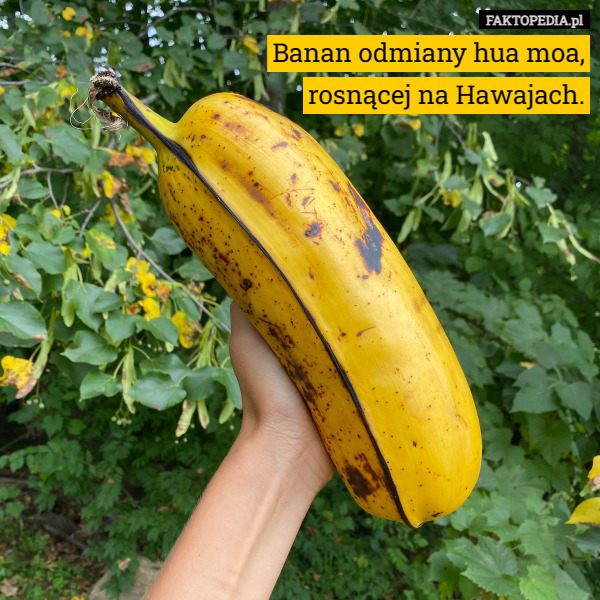 Banan odmiany hua moa,
 rosnącej na Hawajach. 