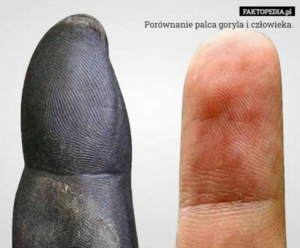Porównanie palca goryla i człowieka. 