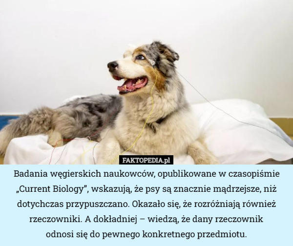 Badania węgierskich naukowców, opublikowane w czasopiśmie „Current Biology”, wskazują, że psy są znacznie mądrzejsze, niż dotychczas przypuszczano. Okazało się, że rozróżniają również rzeczowniki. A dokładniej – wiedzą, że dany rzeczownik
 odnosi się do pewnego konkretnego przedmiotu. 