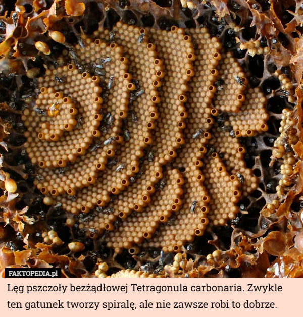 Lęg pszczoły bezżądłowej Tetragonula carbonaria. Zwykle ten gatunek tworzy spiralę, ale nie zawsze robi to dobrze. 