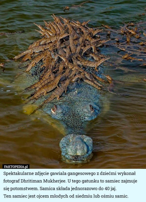 Spektakularne zdjęcie gawiala gangesowego z dziećmi wykonał fotograf Dhritiman Mukherjee. U tego gatunku to samiec zajmuje się potomstwem. Samica składa jednorazowo do 40 jaj.
 Ten samiec jest ojcem młodych od siedmiu lub ośmiu samic. 