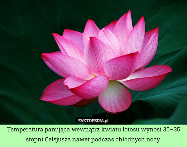 Temperatura panująca wewnątrz kwiatu lotosu wynosi 30–35 stopni Celsjusza nawet podczas chłodnych nocy. 