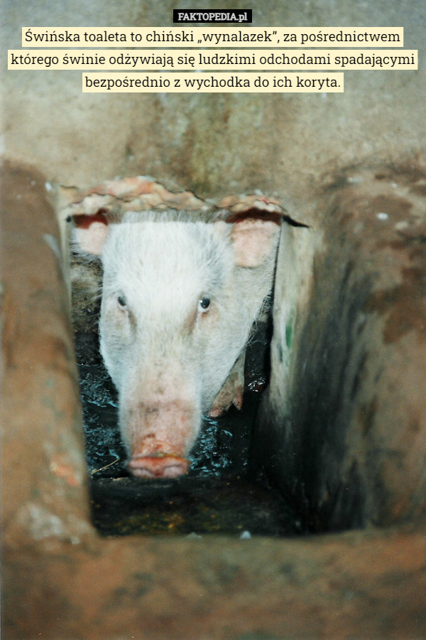 Świńska toaleta to chiński „wynalazek”, za pośrednictwem którego świnie odżywiają się ludzkimi odchodami spadającymi bezpośrednio z wychodka do ich koryta. 