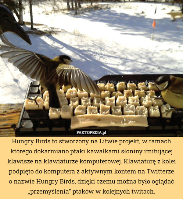 Hungry Birds to stworzony na Litwie projekt, w ramach którego dokarmiano ptaki kawałkami słoniny imitującej klawisze na klawiaturze komputerowej. Klawiaturę z kolei podpięto do komputera z aktywnym kontem na Twitterze
o nazwie Hungry Birds, dzięki czemu można było oglądać „przemyślenia” ptaków w kolejnych twitach. 