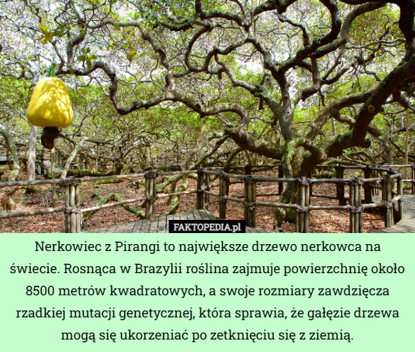 Nerkowiec z Pirangi to największe drzewo nerkowca na świecie. Rosnąca w Brazylii roślina zajmuje powierzchnię około 8500 metrów kwadratowych, a swoje rozmiary zawdzięcza rzadkiej mutacji genetycznej, która sprawia, że gałęzie drzewa mogą się ukorzeniać po zetknięciu się z ziemią. 