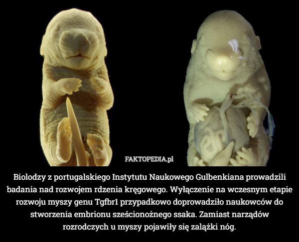 Biolodzy z portugalskiego Instytutu Naukowego Gulbenkiana prowadzili badania nad rozwojem rdzenia kręgowego. Wyłączenie na wczesnym etapie rozwoju myszy genu Tgfbr1 przypadkowo doprowadziło naukowców do stworzenia embrionu sześcionożnego ssaka. Zamiast narządów rozrodczych u myszy pojawiły się zalążki nóg. 