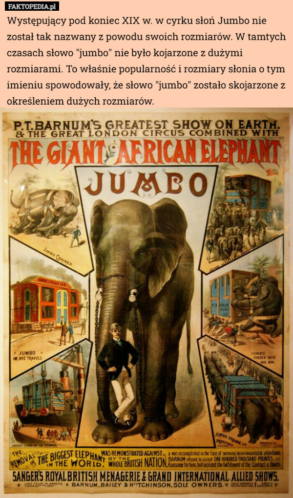 Występujący pod koniec XIX w. w cyrku słoń Jumbo nie został tak nazwany z powodu swoich rozmiarów. W tamtych czasach słowo "jumbo" nie było kojarzone z dużymi rozmiarami. To właśnie popularność i rozmiary słonia o tym imieniu spowodowały, że słowo "jumbo" zostało skojarzone z określeniem dużych rozmiarów. 