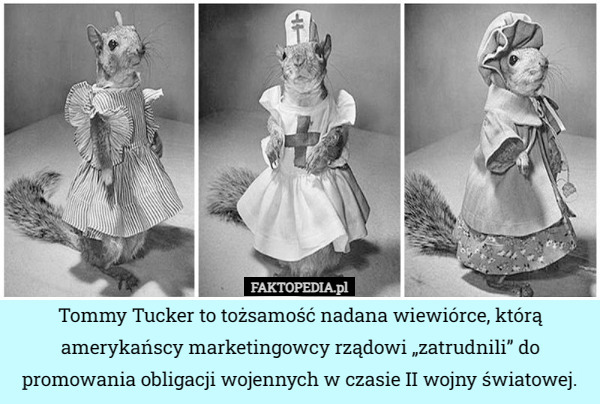 Tommy Tucker to tożsamość nadana wiewiórce, którą amerykańscy marketingowcy rządowi „zatrudnili” do promowania obligacji wojennych w czasie II wojny światowej. 