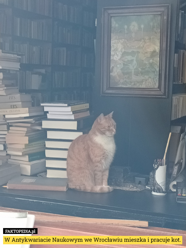 W Antykwariacie Naukowym we Wrocławiu mieszka i pracuje kot. 